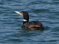 Yellow-billed Loons