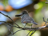 Ash-throated Flycatchers