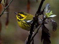 Townsends Warblers