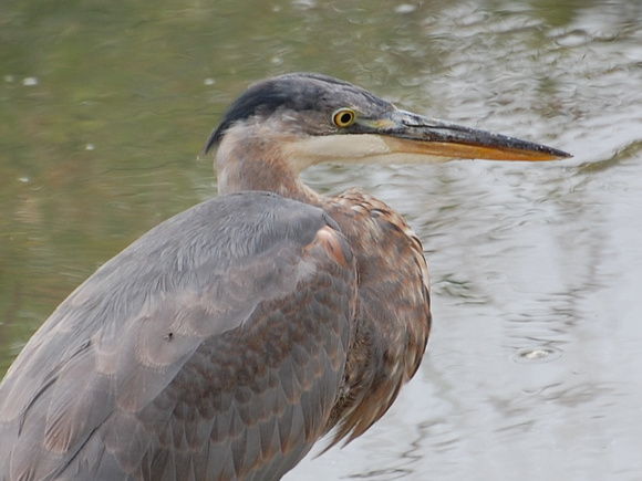 Great Blue Heron & Fly