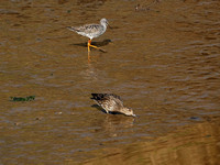Greater Yellowlegs and Female Green-winged Teal
