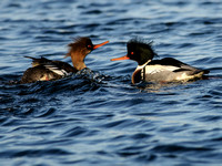 First Year & Adult Male Red-breasted Mergansers