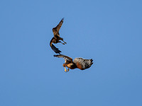 Northern Harrier & Red-shouldered Hawk