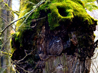 Great Horned Owls