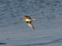 Sharp-tailed Sandpiper