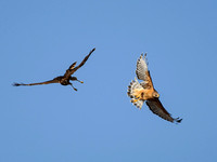 Harrier & Red-shouldered Hawk