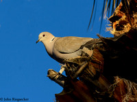 Eurasian Collard-dove