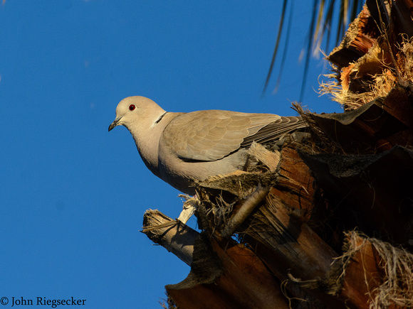 Eurasian Collard-dove