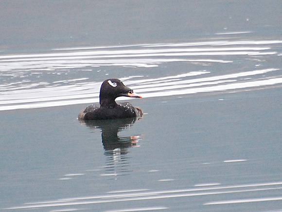 Male White-winged Scoter