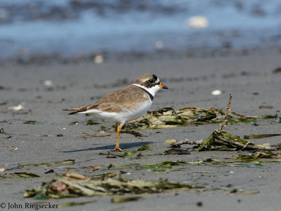 SemiPalmated Plover
