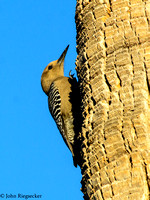 Gila Woodpeckers