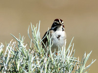 Lark Sparrow