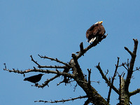 Bald Eagle & Crow