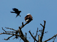 Bald Eagle & Crow