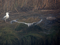 Iceland Gull (Thayers)
