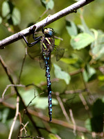 Paddle-tailed Darner Dragonfly