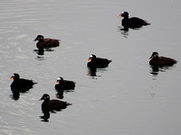 Surf Scoters 1 of 3