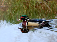 Wood Duck, Male