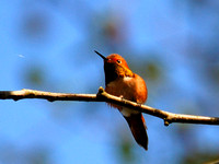 Male Rufous Hummingbird