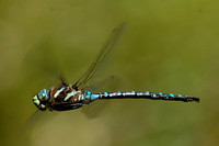 Paddle-tailed Darner Dragonfly