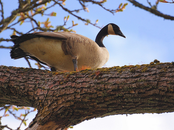 Canada Goose up a Tree