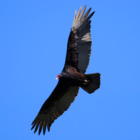 Turkey Vulture