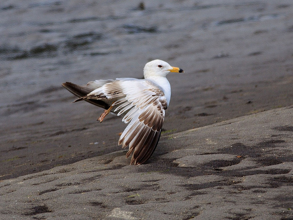 First Summer Ring-billed Gull
