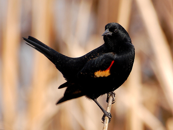 Male Red-winged Blackbird