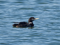Yellow-billed Loons