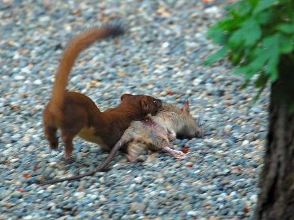 Long-tailed Weasel With Rat It Just Killed