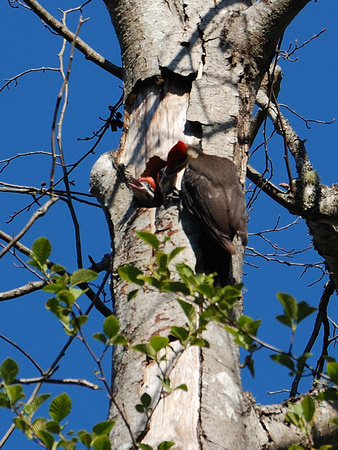 Male Pileated Woodpecker & Chicks