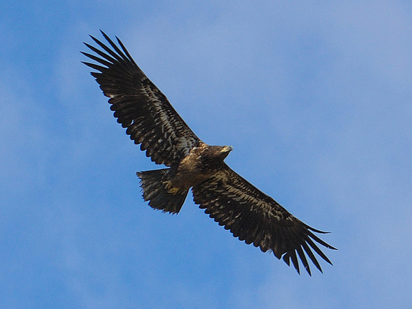 Bald Eagle (Immature)