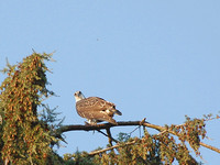 Osprey (Juvenile)