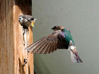Violet-green Swallows