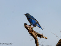 Mountain Bluebird