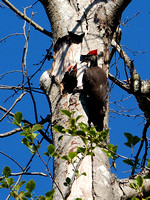 Male Pileated Woodpecker & Chicks