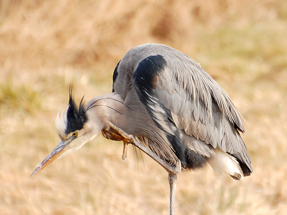 GBH With an Itch