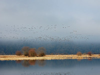 Canada Geese & 2 Snow Geese