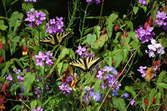 Western Tiger Swallowtail