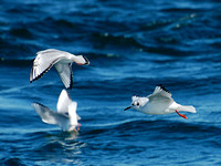 Juvenile and Adult Bonaparte's Gulls