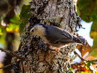 White-breasted Nuthatches