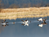 Geese Landing on Water