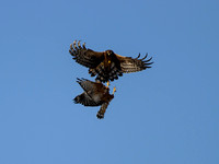 Northern Harrier & Red-shouldered Hawk