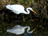 Great Egrets