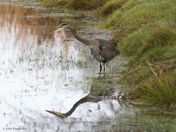 Great Blue Heron