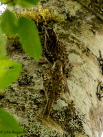 Brown Creeper