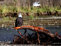 Bald Eagle & Mew Gull