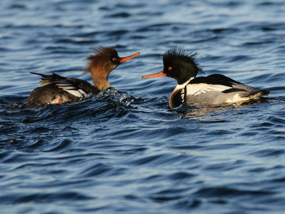 First Year & Adult Male Red-breasted Mergansers