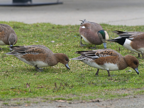 Eurasian Wigeon