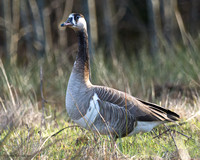 Canada x Domestic Goose